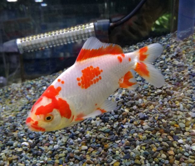 今週の特選金魚